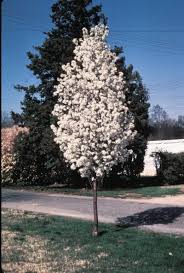 Pear Redspire Flowering