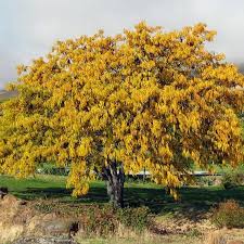 Honey Locust - Shademaster