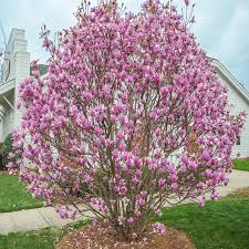 Magnolia - Jane