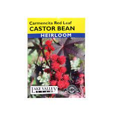 CASTOR BEAN CARMENCITA LEAF HEIRLOOM