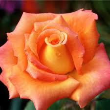 Rose - Tropicana Hybrid Tea Coral Orange