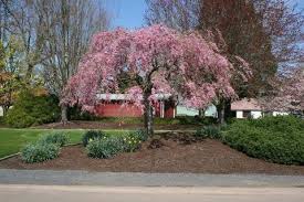 Cherry - Weeping Double Pink Extraordinaire