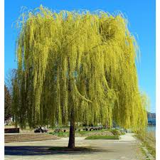 Willow - Golden Weeping