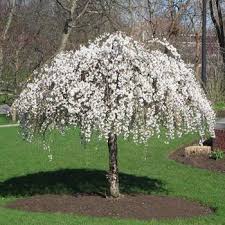 Cherry - Snowfountain White Weeping