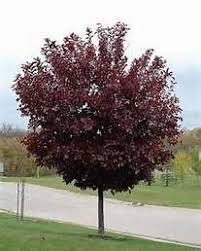 Choke Cherry - Canada Red