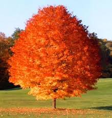 Red Maple - October Glory