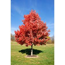 Maple - Sun Valley Red