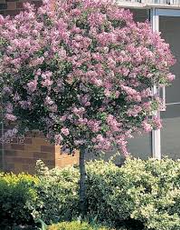 Lilac - Juliana Hers Weeping