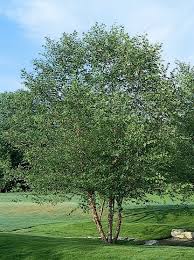 Birch River Clump Form