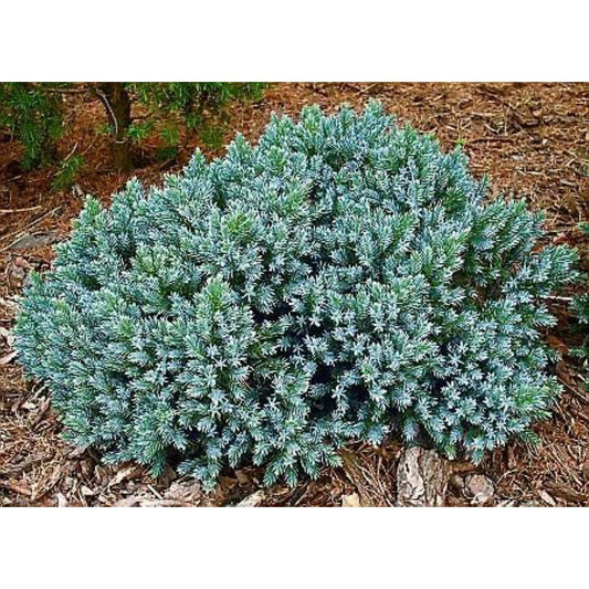 Juniper - Dwarf Blue