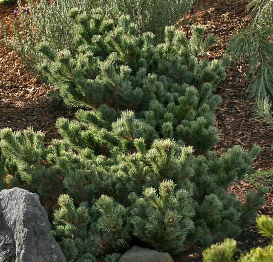Japanese Pine - Dwarf White