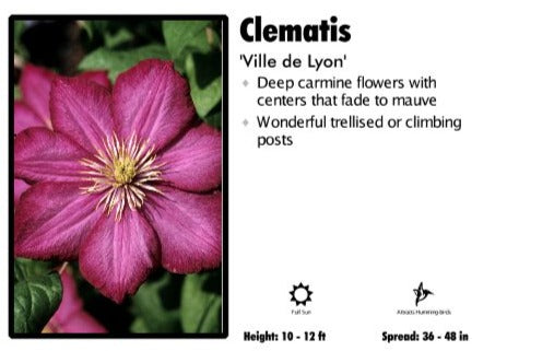 Clematis 'Ville de Lyon'