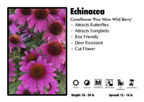 Echinacea - Pow Wow Wild Berry - Coneflower