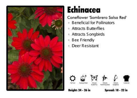 Echinacea ‘Sombrero Salsa Red' Coneflower