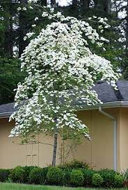 Dogwood - Eddie's White Wonder