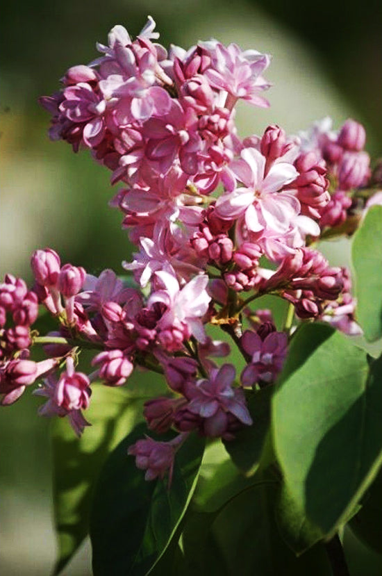 Lilac - Edward Gardner Pink