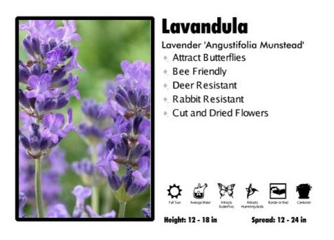 Lavandula 'Angustifolia Munstead' Lavender