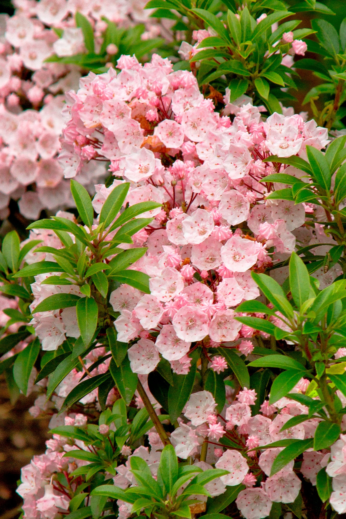 Mountain Laurel - Elf