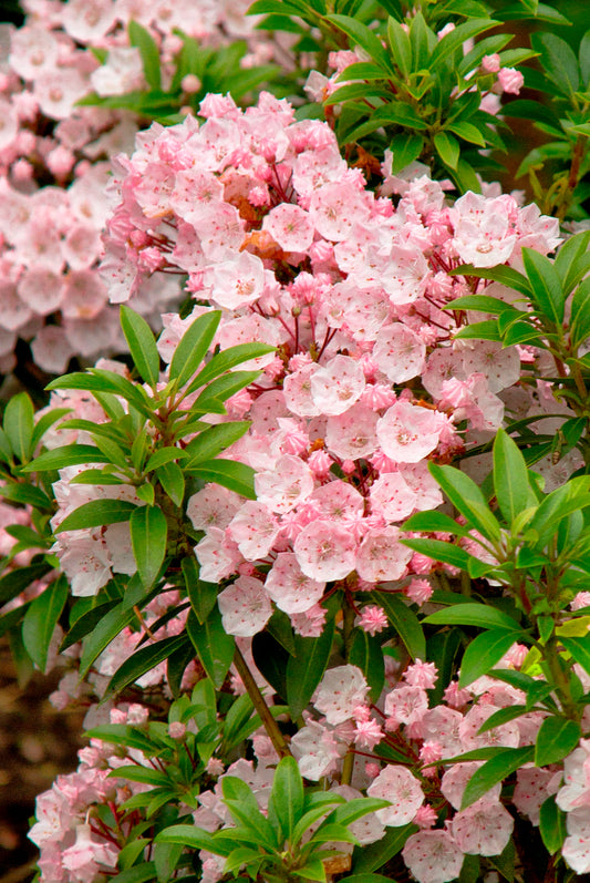 Mountain Laurel - Elf