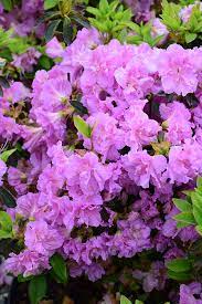 Azalea - Elsie Lee Dbl Lavender