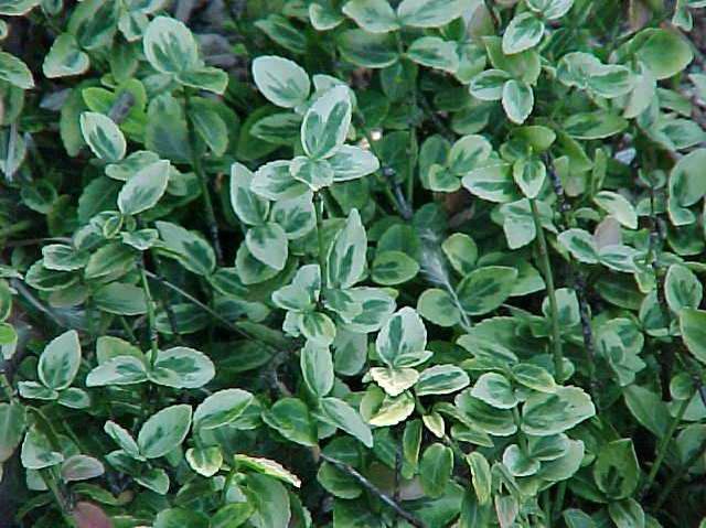Euonymus - Emerald and Gold