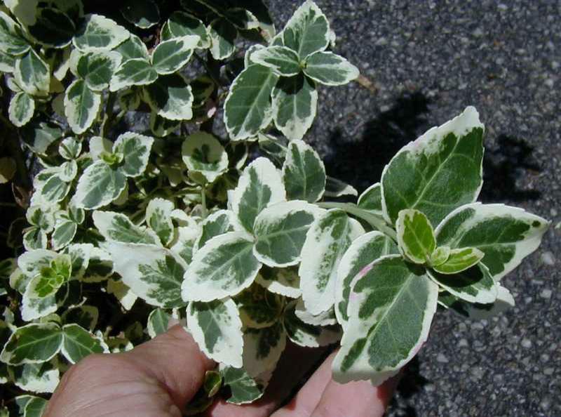 Euonymus - Emerald Gaiety