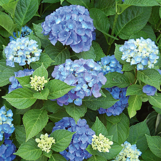 Hydrangea - Endless Summer Original