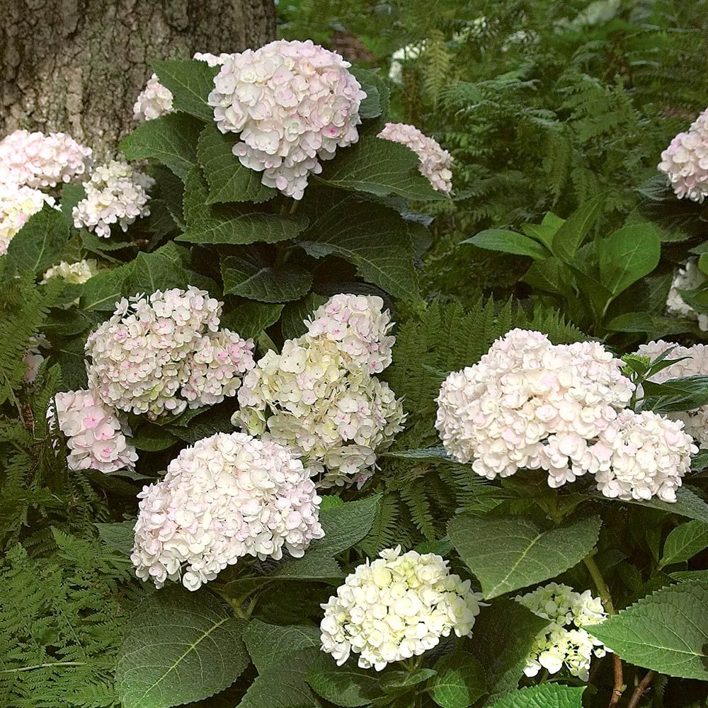 Hydrangea - Endless Summer Blushing Bride