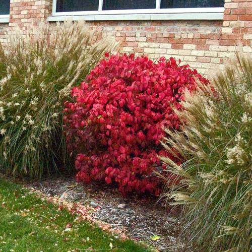 Burning Bush - Dwarf