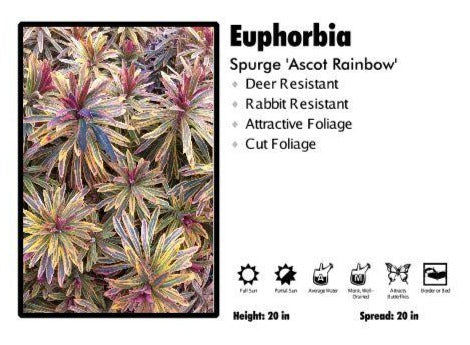 Euphorbia ‘Ascot Rainbow’ Spurge