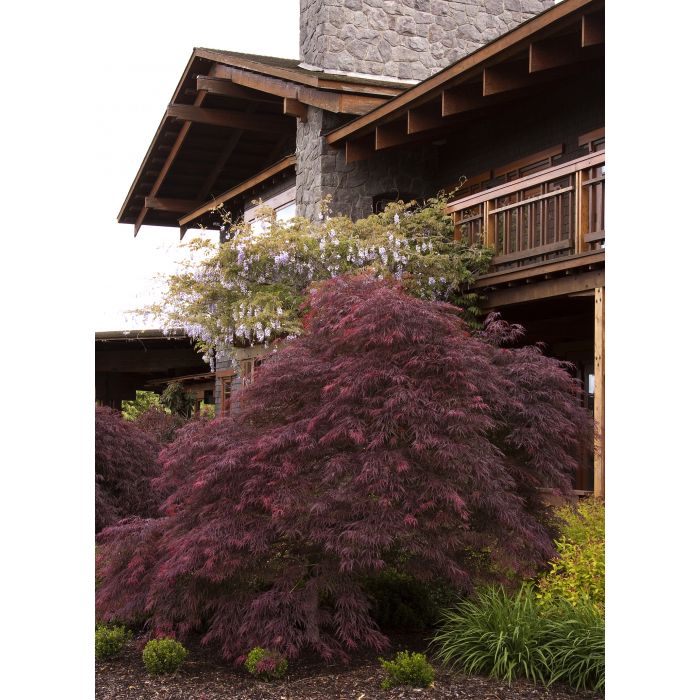 Japanese Maple - Everred Weeping