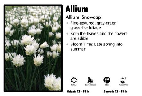 Allium 'Snowcap'