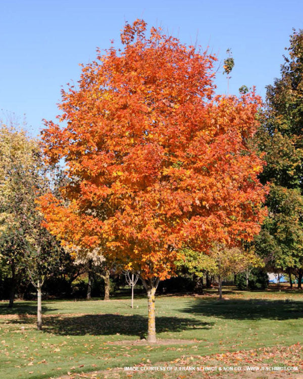 Sugar Maple - Fall Fiesta