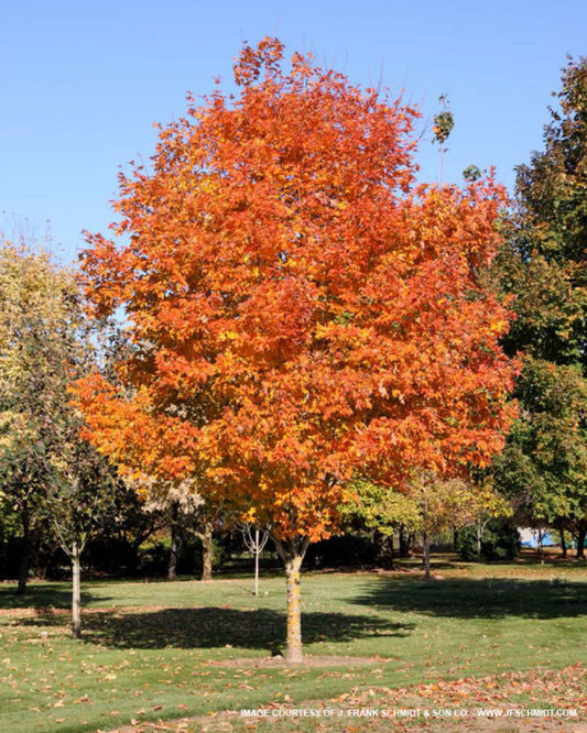 Sugar Maple - Fall Fiesta