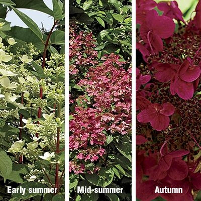 Hydrangea - Fire and Ice