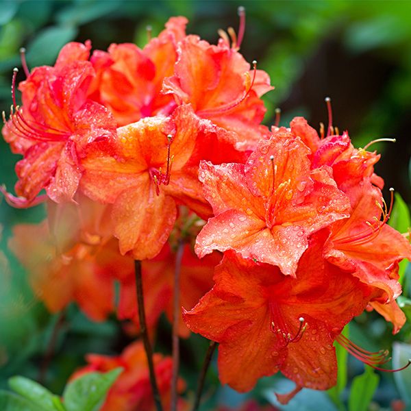 Azalea - Exbury Fireball