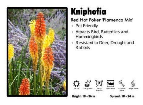 Kniphofia Red Hot Poker