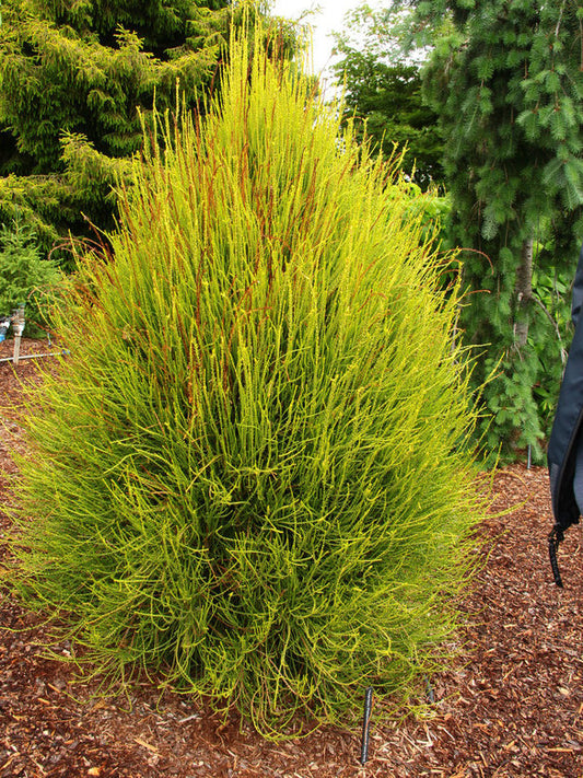 Arborvitae - Franky Boy Oriental