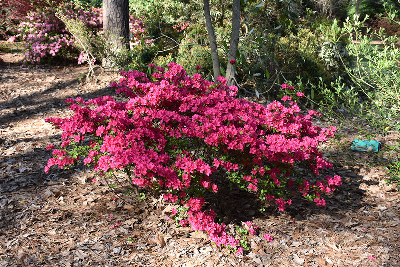 Azalea - Girard Fuschia