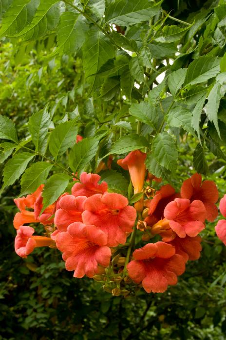 Trumpet Vine - Madame Galen