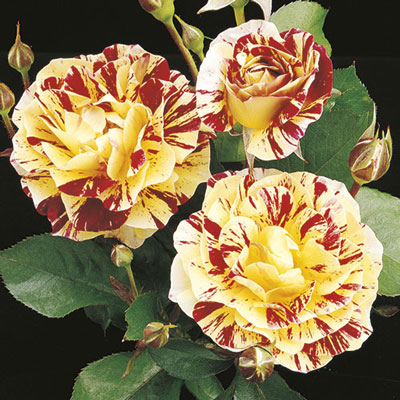 Rose - George Burns Floribunda