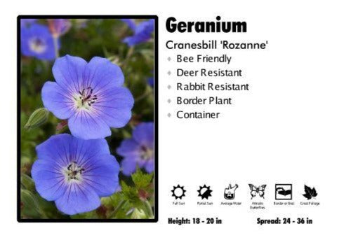 Geranium ‘Rozanne’ Cranesbill