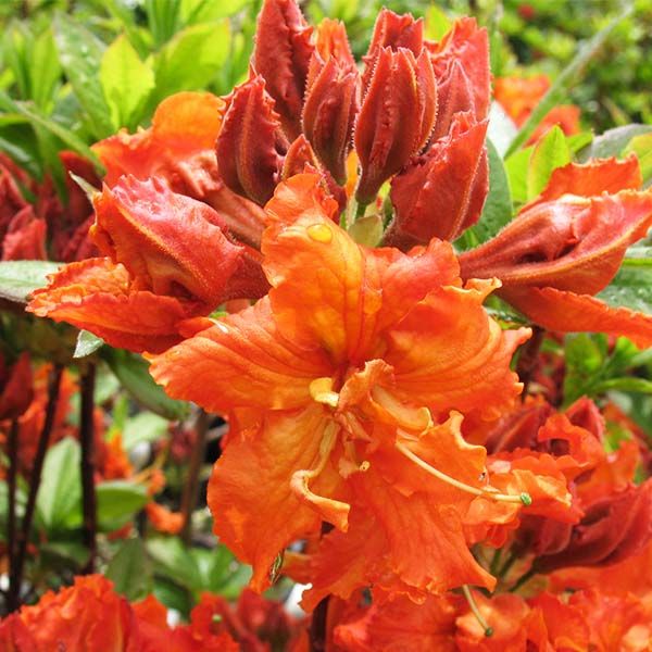 Azalea - Exbury Gibralters Orange