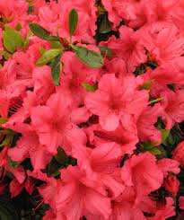 Azalea - Girard Rose Pink