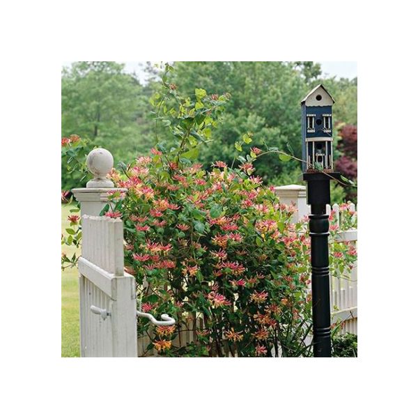 Honeysuckle - Goldflame