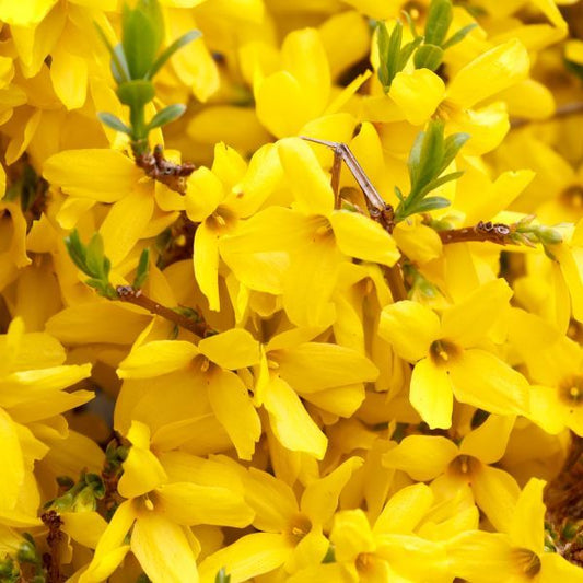 Forsythia - Gold Tide Dwarf