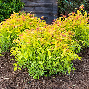 Spirea - Gold Flame