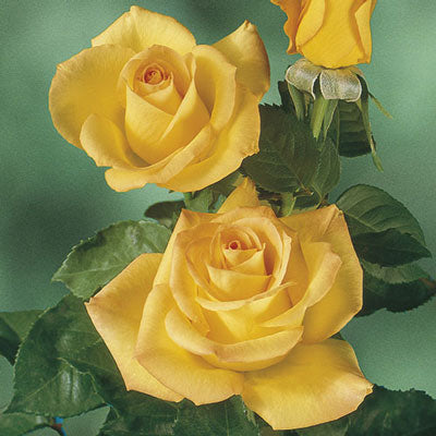 Rose - Gold Medal Grandiflora Golden Yellow