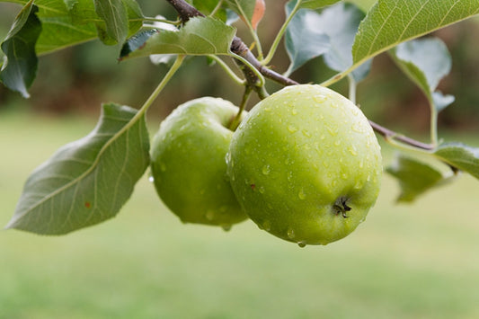 Apple - Granny Smith Semi Dwarf Green