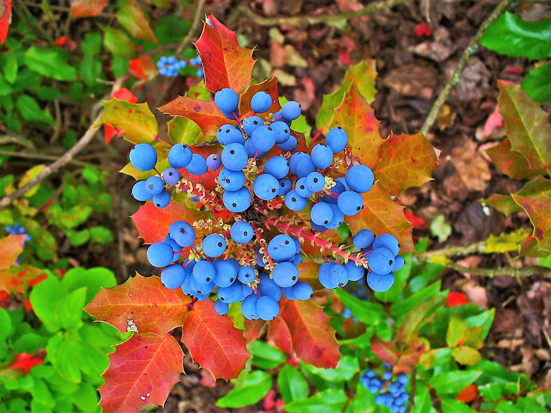 Grape - Oregon Holly
